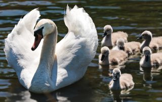 Golf-Club Herzogenaurach | News - Schwan